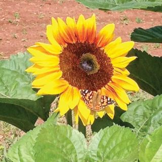 Solar Power Sunflower Thumbnail